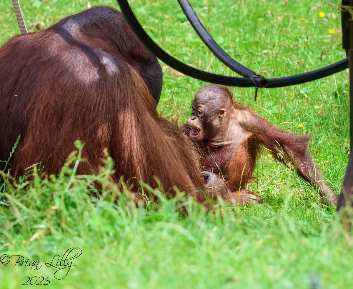 brglilly's tweet image. Ranbi biting and playing with Wousan a couple of weeks ago @PaigntonZoo #orangutans #primates
