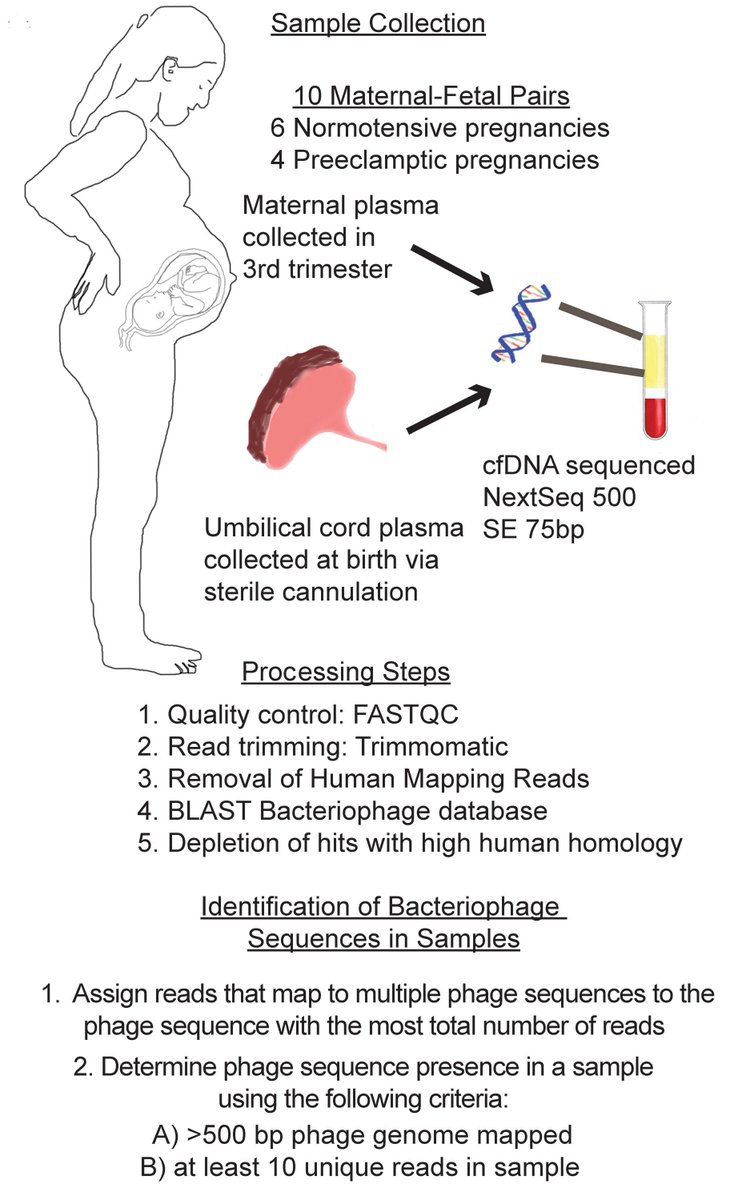 the_asci's tweet image. The neonatal intestinal tract contains bacteriophages that influence the gut microbiome, but their origins were unclear.
ASCI member @bollyky & team @StanfordMed now report matching phage sequences present in maternal cord blood and umbilical cord blood.
Full report:…