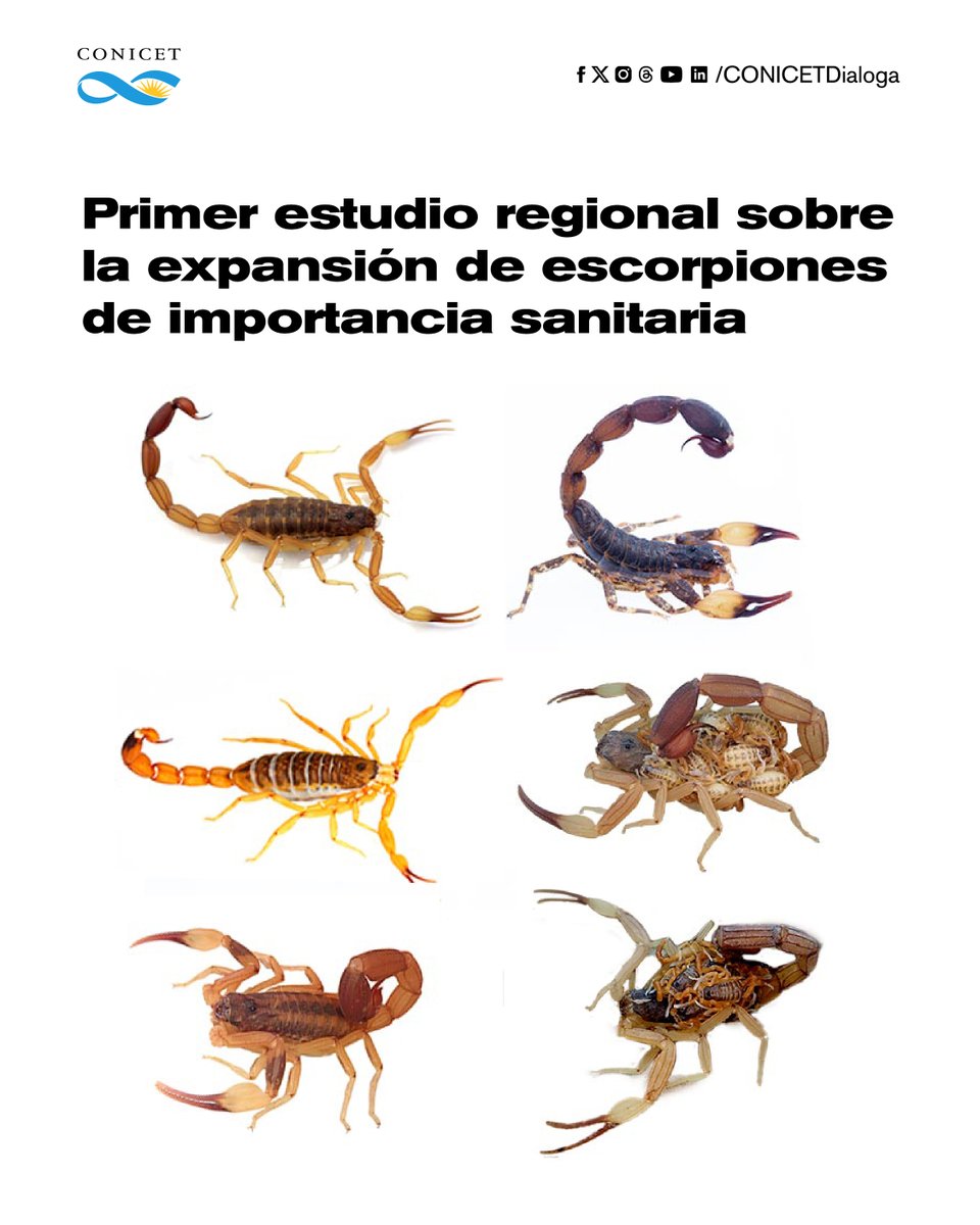 🔶Especialistas del CONICET lideraron el primer estudio regional sobre la expansión de escorpiones de importancia sanitaria en el sur de Sudamérica.
🔎Los resultados aportan información para la toma de decisiones y medidas para afrontar esta problemática en el país y en la