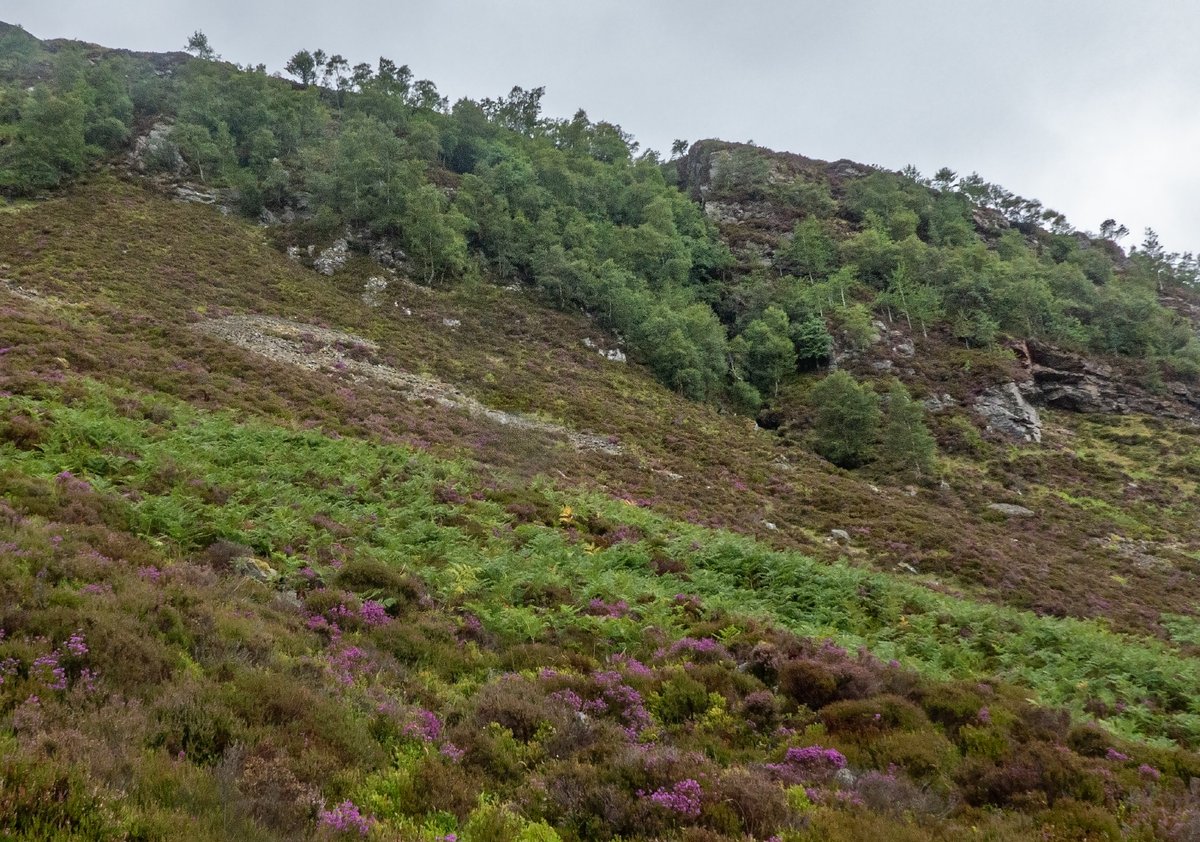 moab_in's tweet photo. Up Glen Mark looking for mines &amp; caves; bracken season is wrong time though. 1st location unsuccessful: Glifumman mine, scrabbled about in screen n deep heather, bottled out of steep gully. Later photo from distance maybe shows old access tracks. @JohnsWalks1 https://t.co/MYfz6B93Y3