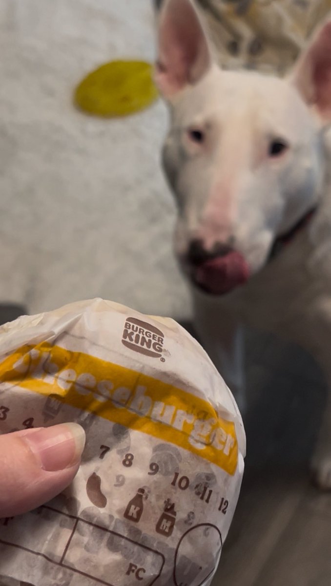 PupperNelson's tweet image. birthday borger 🗣️