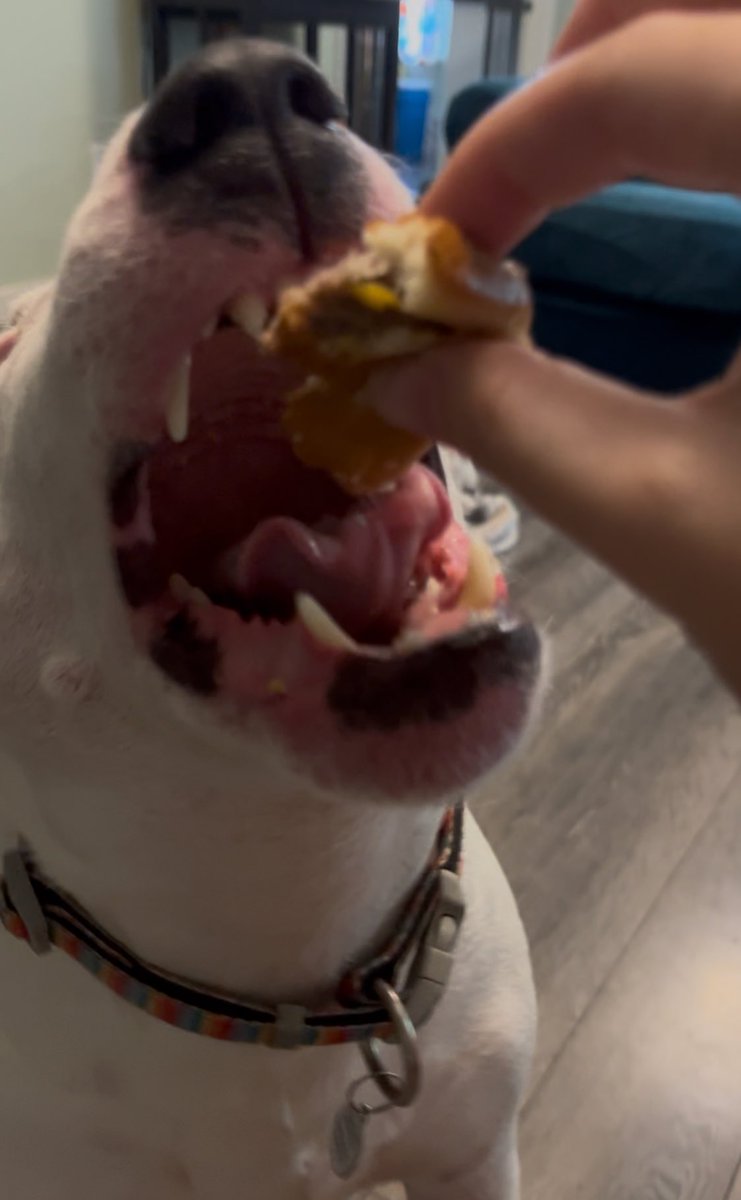 PupperNelson's tweet image. birthday borger 🗣️