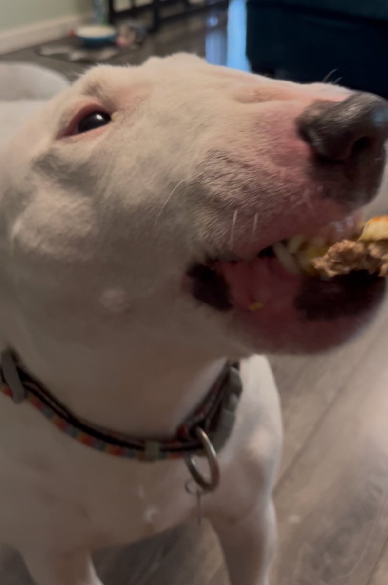 PupperNelson's tweet image. birthday borger 🗣️