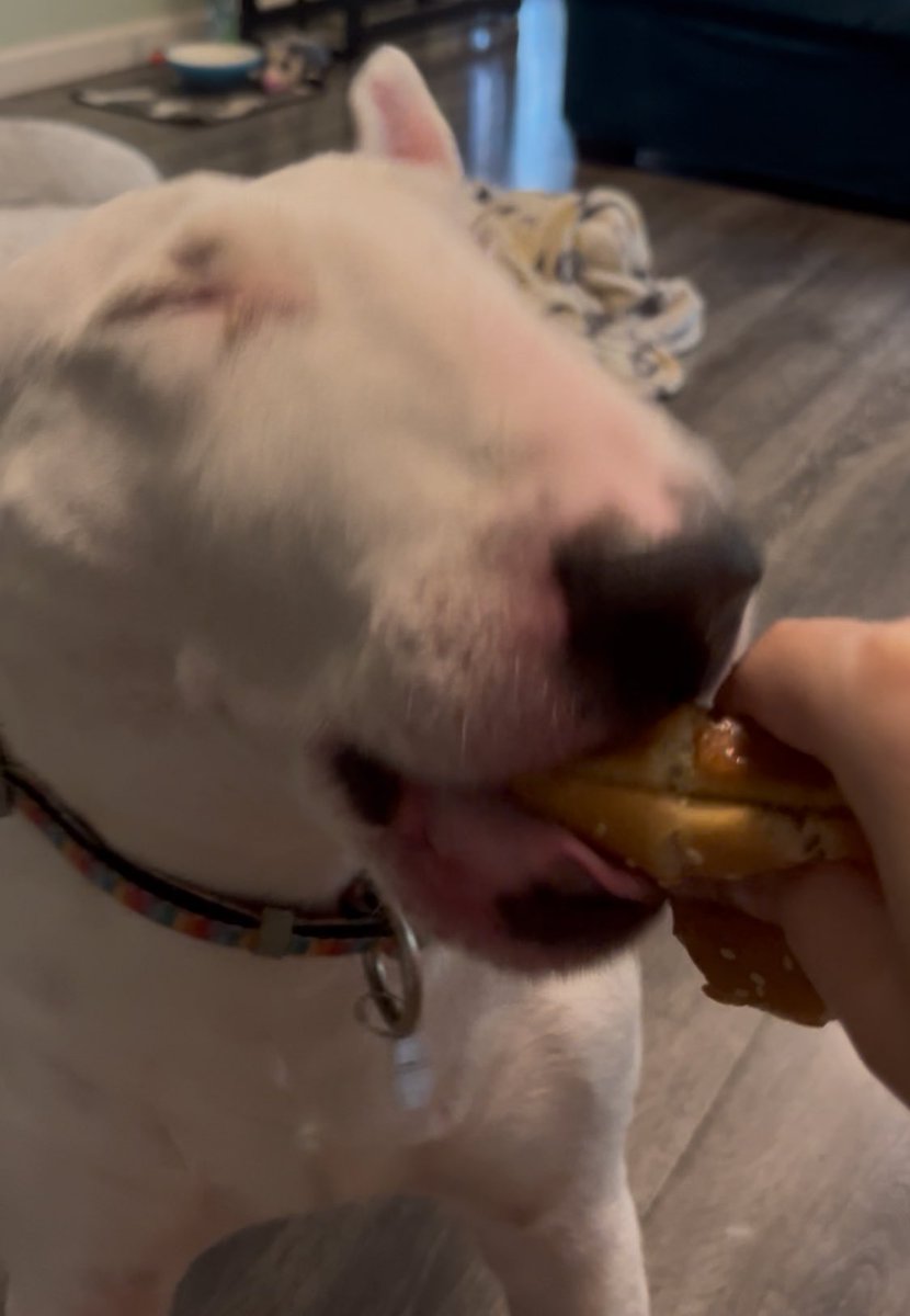 PupperNelson's tweet image. birthday borger 🗣️