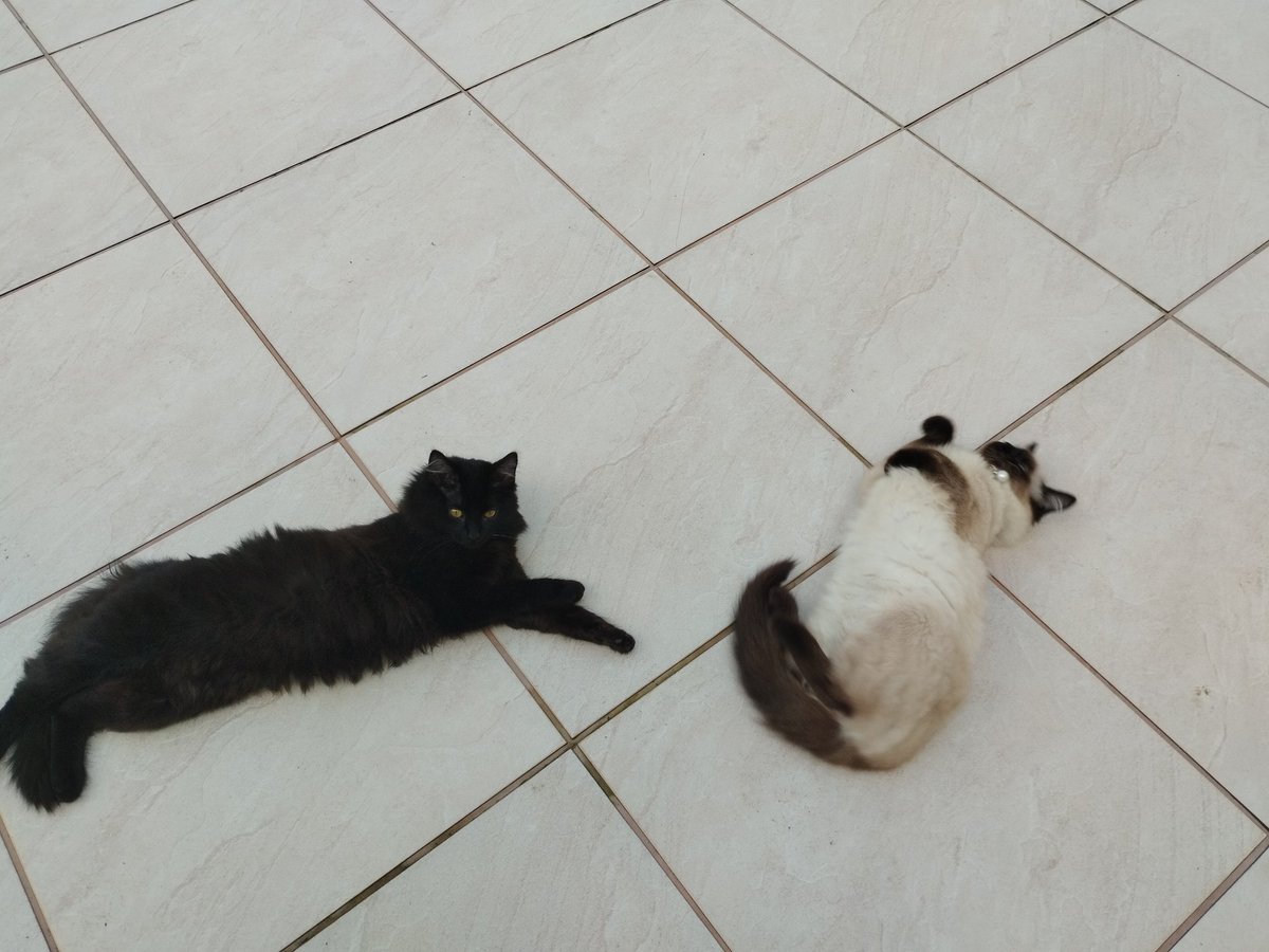 sadevorak's tweet photo. cats https://t.co/098EQnt87a