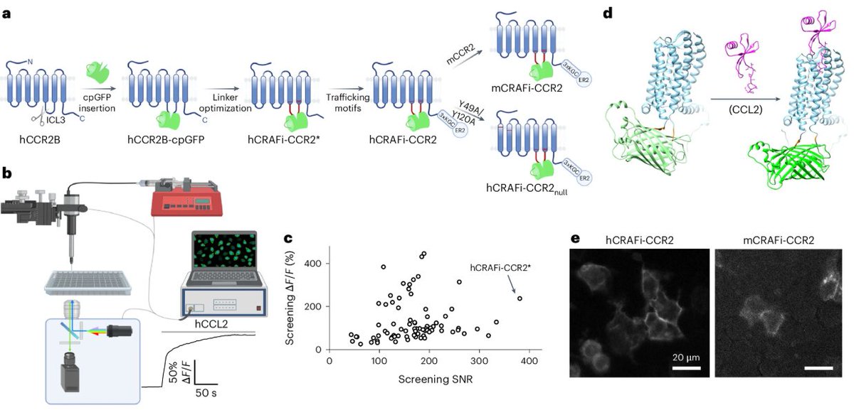 naturemethods's tweet image. hCRAFi-CCR2 is a genetically encoded sensor that detects chemokine binding to the CCR2 receptor, demonstrated in cell culture and in mice.
@PiatkevichL
nature.com/articles/s4159…