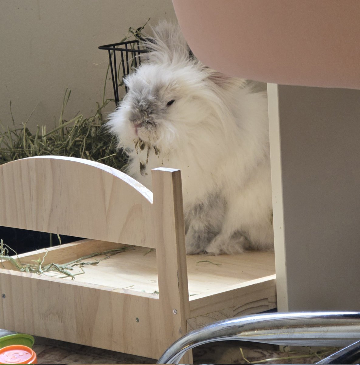 halo's stable. not improving yet, but not declining. vet believes we'll see improvement within the next 24-48 hours. all we can do is continue what we've been doing and wait.
here's a photo of her high af on pain meds w critical care all over her face because she's a nightmare.