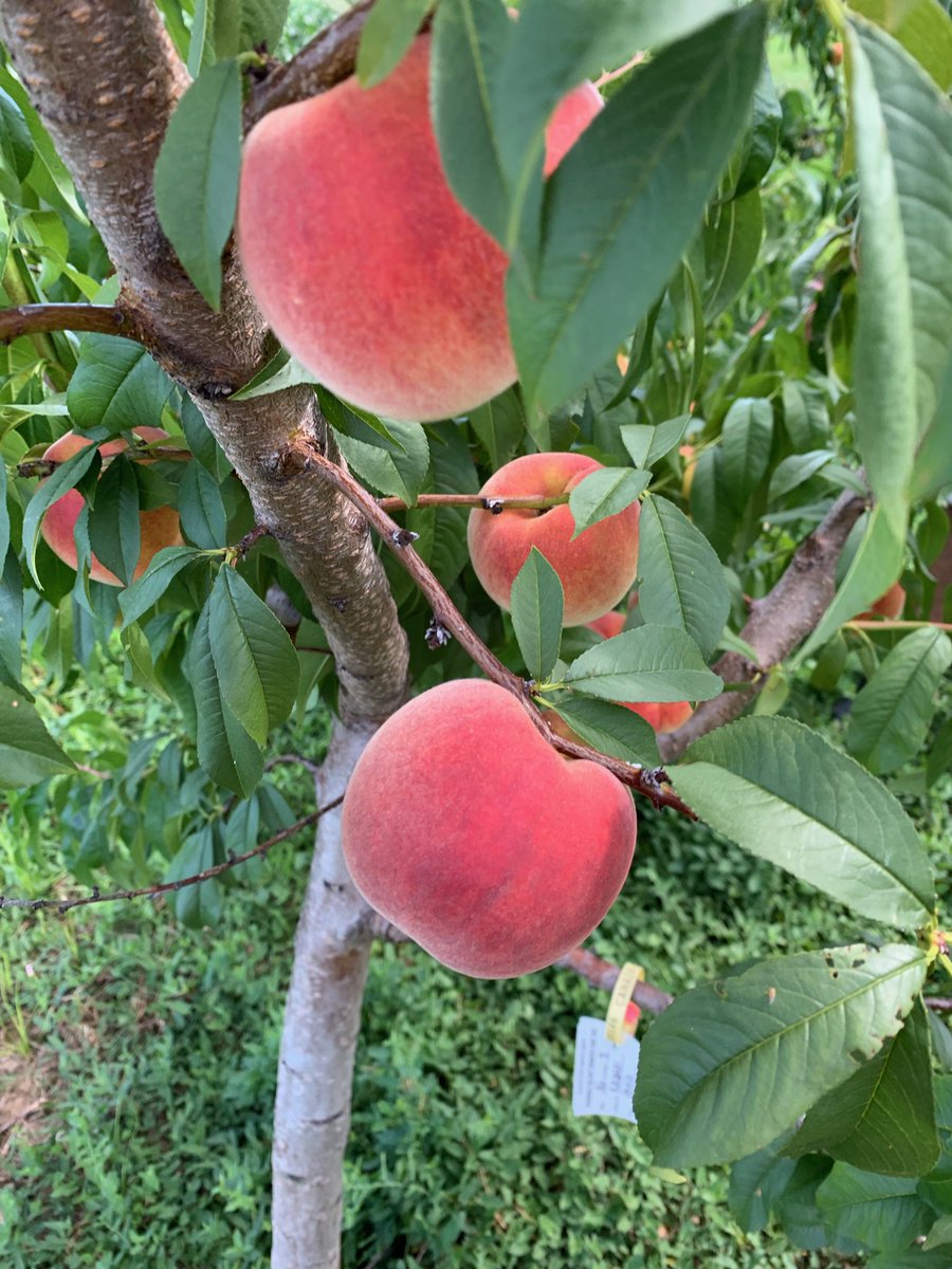 Who's excited for peach season? 🍑 #DYK the Vee Blush peach was created by #UofG researchers and accounts for 20% of the early market peaches grown in #Ontario?
<a href="/UofGResearch/">UofGResearch</a> <a href="/plantagguelph/">Plant Ag Guelph</a> <a href="/CreatedAtGuelph/">Research Innovation Office at UofG</a> <a href="/UofGuelphOAC/">Ontario Agricultural College</a>