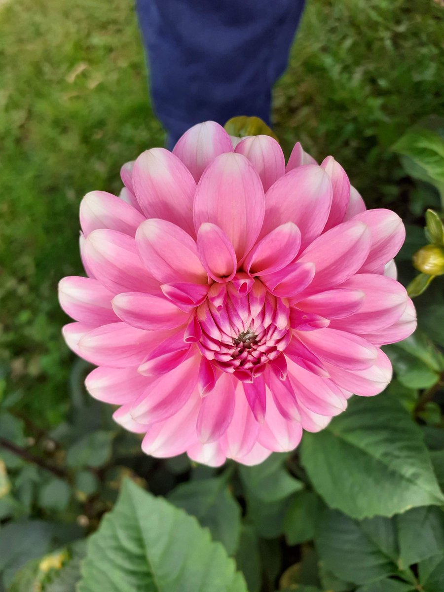 Jim Gannon (@jimgannonuk) on Twitter photo #Dahlia Delights on Tuesday. Just blooming fabulous 👌
<a href="/4monarosi/">4Monarosi</a> <a href="/al_lawson16/">AL🥀🌹</a> <a href="/alliemcrowe/">🌱 The Wee Flower Farmer</a> <a href="/AnnMariSheerio/">Ann Marie</a> <a href="/bibekum/">Rita Bibekum Aya🇨🇲🇩🇰</a> <a href="/Antonia15652/">Antonia🌈🌈</a> <a href="/vlucia24660241/">vlucia🌺🦋🇧🇷🥰</a> <a href="/VaSeemsReal/">🌱Vaseem</a> <a href="/lifelovelily22/">lily lawson🌈</a> <a href="/AudieHamilton/">Audrey Hamilton</a> <a href="/BuddhiByM/">Buddhi</a> <a href="/mailowl/">Liam D Powell</a> #Dahlia Delights on Tuesday. Just blooming fabulous 👌
<a href="/4monarosi/">4Monarosi</a> <a href="/al_lawson16/">AL🥀🌹</a> <a href="/alliemcrowe/">🌱 The Wee Flower Farmer</a> <a href="/AnnMariSheerio/">Ann Marie</a> <a href="/bibekum/">Rita Bibekum Aya🇨🇲🇩🇰</a> <a href="/Antonia15652/">Antonia🌈🌈</a> <a href="/vlucia24660241/">vlucia🌺🦋🇧🇷🥰</a> <a href="/VaSeemsReal/">🌱Vaseem</a> <a href="/lifelovelily22/">lily lawson🌈</a> <a href="/AudieHamilton/">Audrey Hamilton</a> <a href="/BuddhiByM/">Buddhi</a> <a href="/mailowl/">Liam D Powell</a>