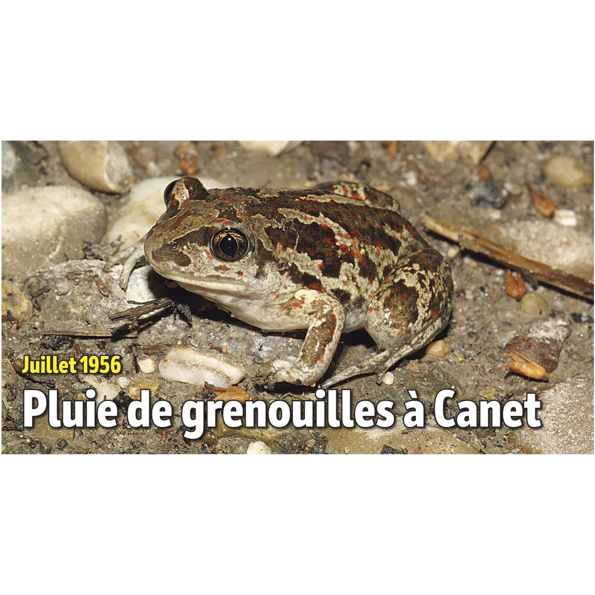 estevevalls's tweet image. [Autopromo]

Mon article dans La Semaine du Roussillon du 9 juillet 2025.

El meu article a La Semaine du Roussillon del 9 de juliol del 2025.
@canetRFC