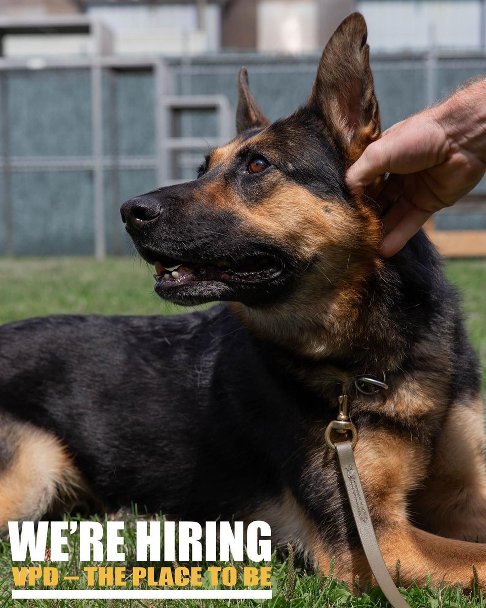 VPDRecruiting's tweet image. Meet Joker, one of the many incredible K-9s at @vancouverpd! 

As the largest municipal police agency in British Columbia, #VPD offers unparalleled opportunities to help protect and serve the vibrant @cityofVancouver. 

If you&apos;re ready to face major city challenges and make a…