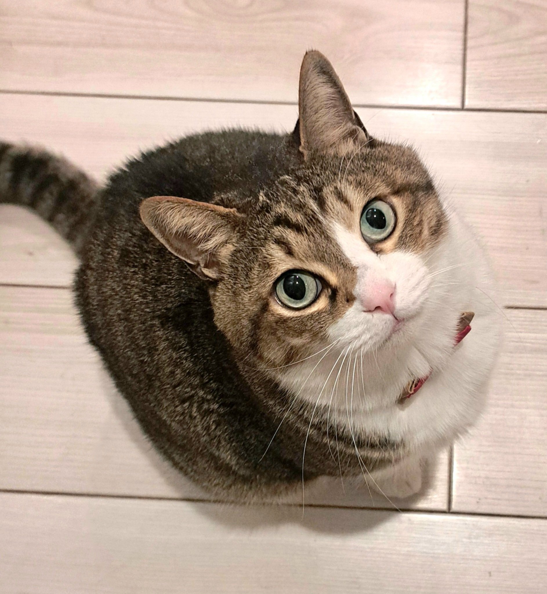 猫 JXK Studio 1/6 JXK064 ぽっちゃり猫 おでぶ猫 肥猫 ネコ
