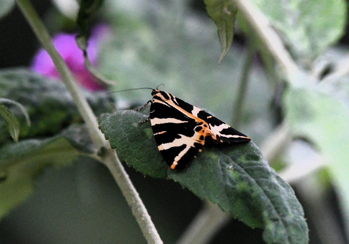 Two welcome visitors to the garden Buddleia this evening. #ukmoths