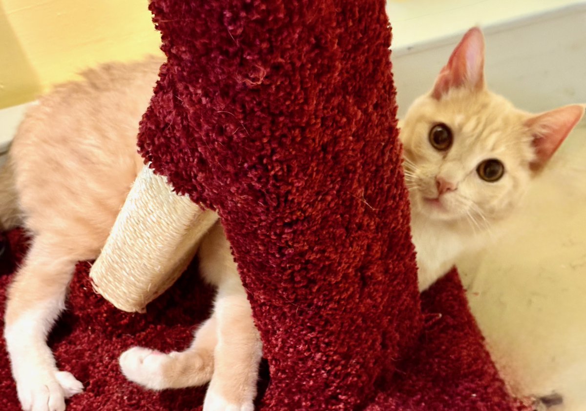😻Peek-a-boo I see you Donna! She adores her new scratching tree - thank you generous donor! This "needs to be an only child" cat is doing really well - she has a PTSD background but has made great progress &amp; is ready for a loving adopter! Pls RT - let's make it happen! 🙏