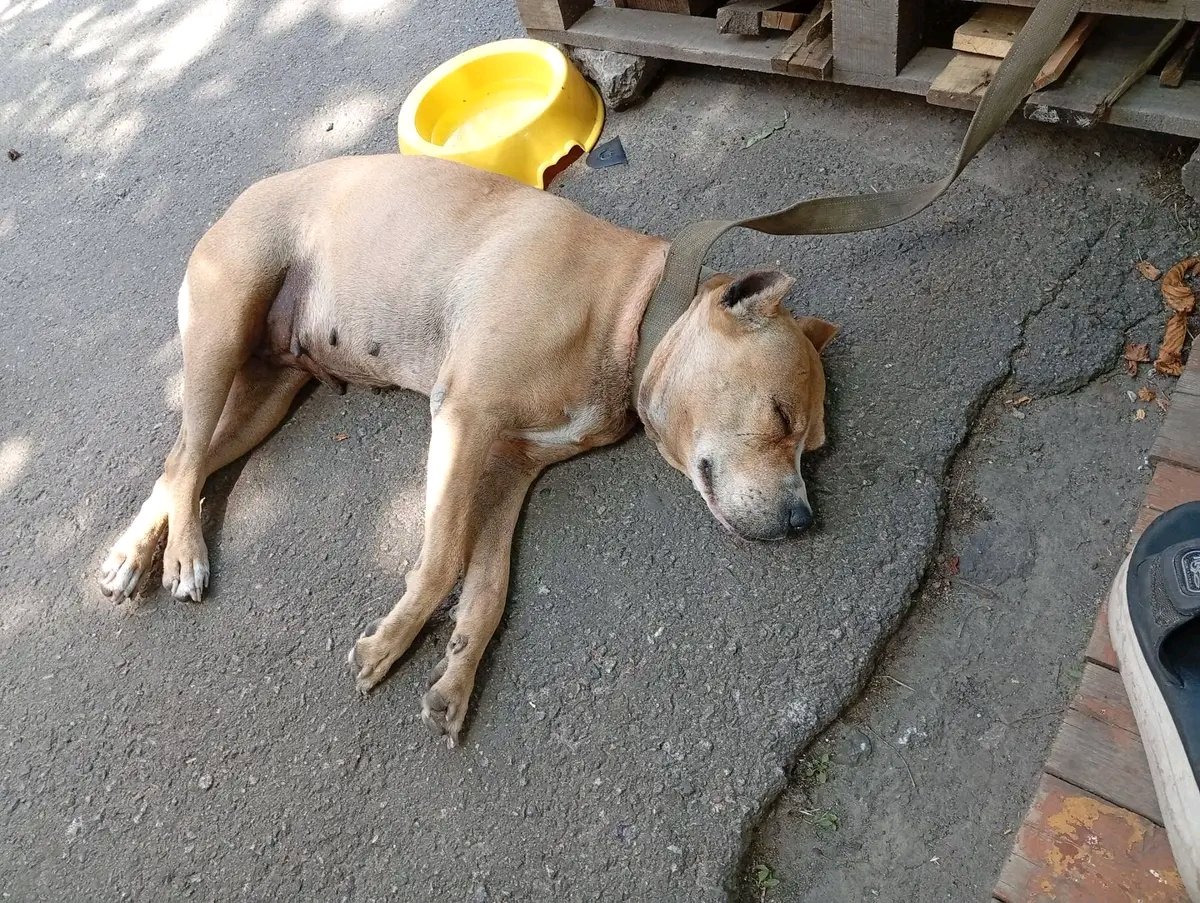 15.07 Лісовий масив, біля Сільпо на пр. Лісовому хлопця забрала скора. Контактів ні в кого немає. Куди собаку, не ясно. Терміново по потрібні люди, які знають його чи його знайомих. Дівчинка дуже вихована та спокійна.
Дзвоніть 0675027353 Наталія