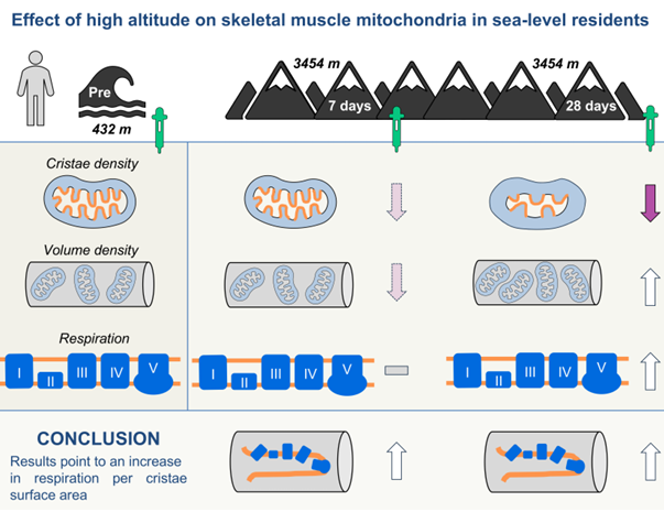 Journal of Applied Physiology (@japplphysiol) on Twitter photo Our sea-level friends at <a href="/SyddanskUni/">Syddansk Universitet</a> provide today's #ArticleinPress, Effect of high-altitude exposure on #skeletal #muscle mitochondrial subcellular distribution, ultrastructure and respiration in sea-level residents (Camilla Tvede Schytz et al.):
ow.ly/QSc550Wq3hH Our sea-level friends at <a href="/SyddanskUni/">Syddansk Universitet</a> provide today's #ArticleinPress, Effect of high-altitude exposure on #skeletal #muscle mitochondrial subcellular distribution, ultrastructure and respiration in sea-level residents (Camilla Tvede Schytz et al.):
ow.ly/QSc550Wq3hH