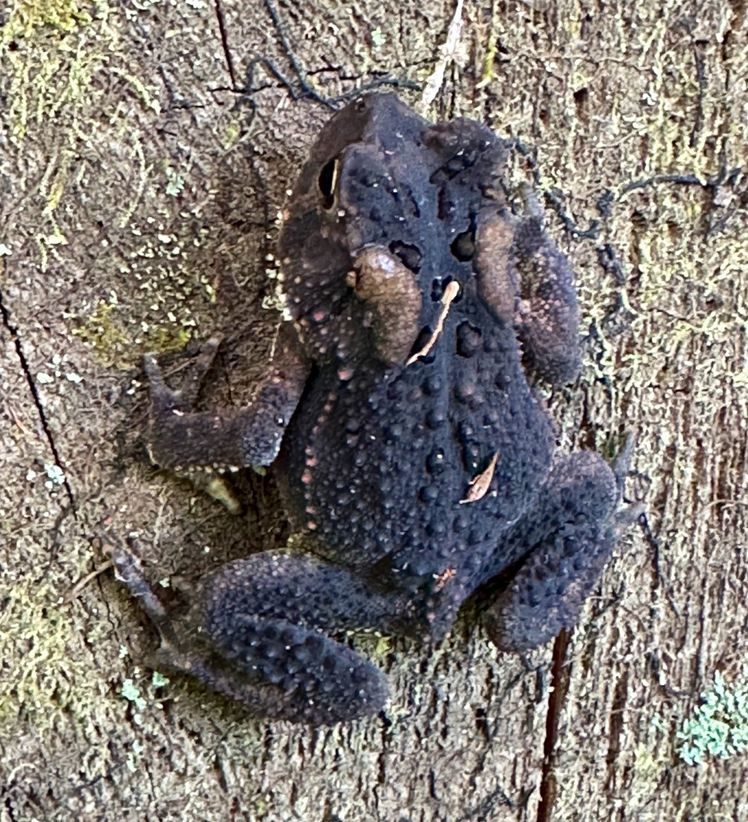 ikar0sc's tweet image. But what if it happens again?

#ToadTerrorTuesday