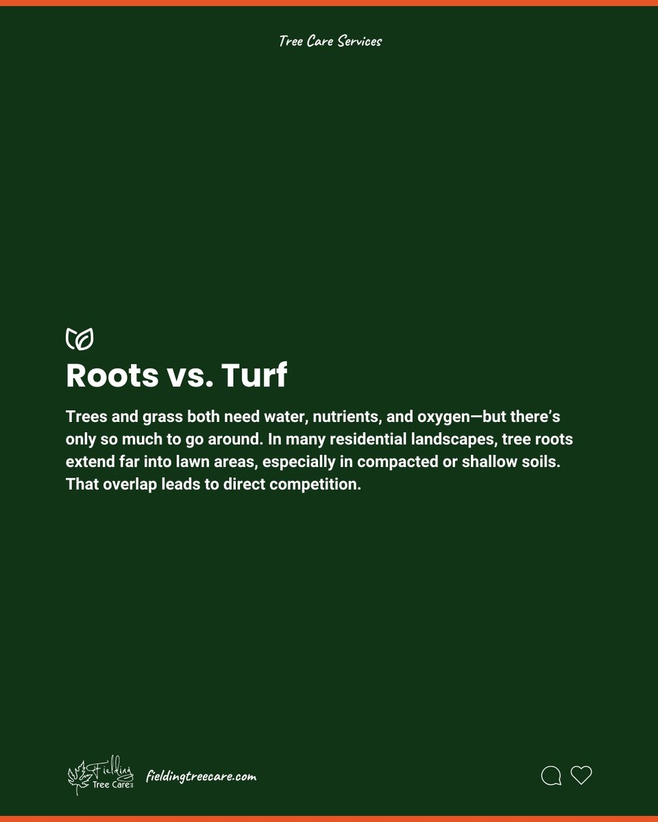 FieldingTrees's tweet photo. If your lawn just won’t thrive no matter how much you water, it might not be the grass.

Tree roots and turf often compete for the same resources. The result? A stressed-out lawn and trees that aren’t reaching their full potential.

Need help? Visit our 🔗 in bio! https://t.co/KvM7a6BqZv