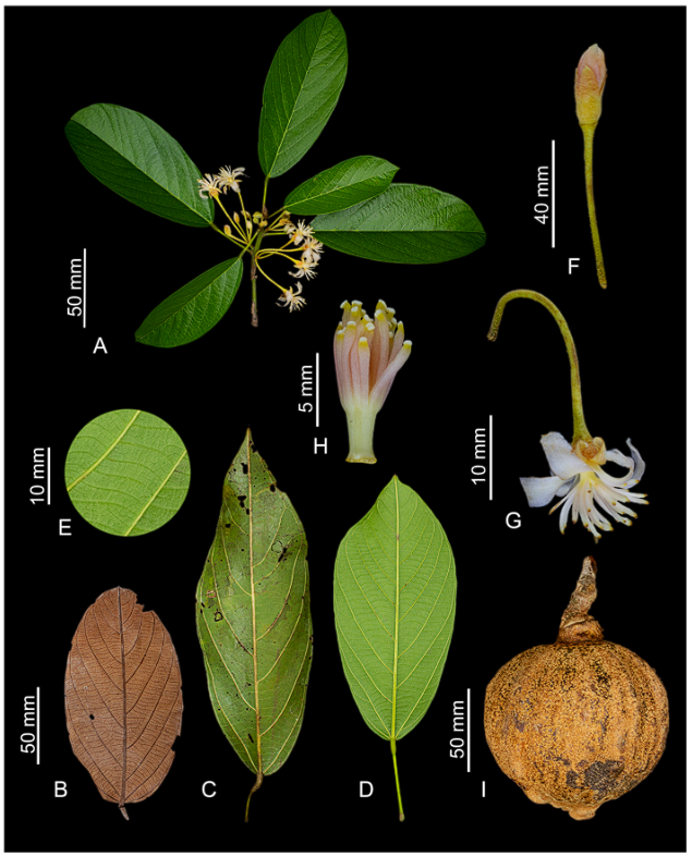 Plants_MDPI's tweet image. 📚 How many Catostemma species exist?

Ferreira et al. revise this Neotropical clade in Plants, recognizing 16 species incl. 7 Brazilian endemics. Includes keys, maps &amp;amp; CR assessments.

🔗 brnw.ch/21wUau3

#Taxonomy #Malvaceae #Neotropics #PlantsMDPI