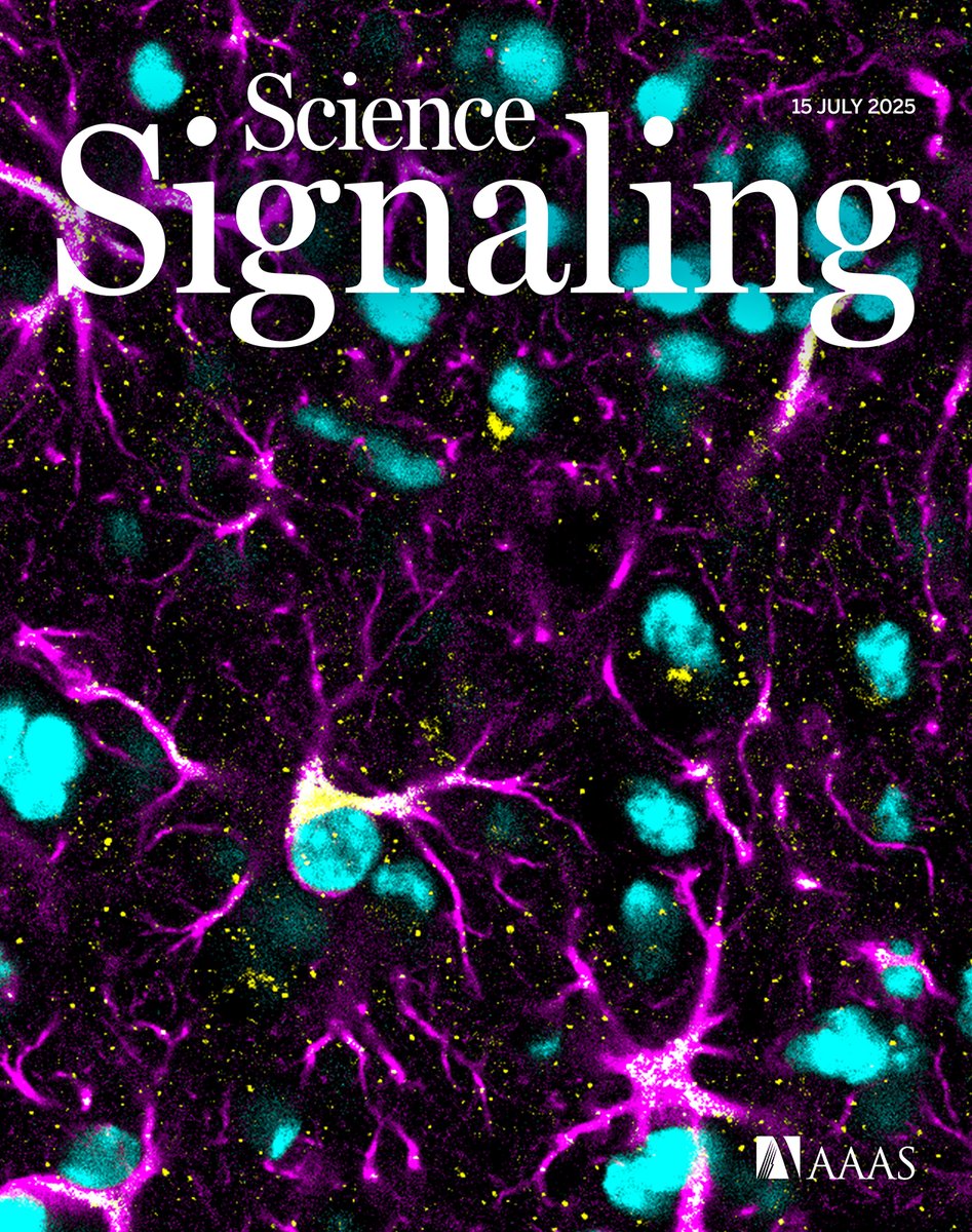 scisignal's tweet image. The new issue of #ScienceSignaling is out! An inflammatory protein can also suppress inflammation in astrocytes during flavivirus infections, research shows that fusion proteins that drive leukemia aren’t equally susceptible to an approved drug, and more. scim.ag/44xEUke