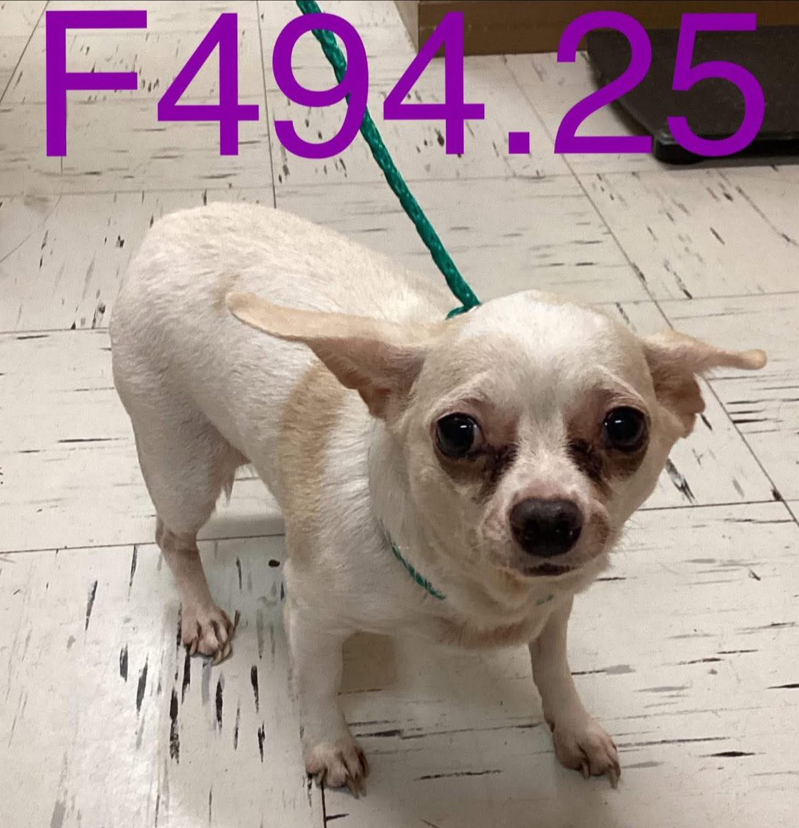 #WaltoniaOnTheRiver #TexasFloods 

~ Found: Senior Pups 💔

“🚨 FOUND NEAR FLOODED WALTONIA ON THE RIVER — SENIOR DOGS NEED HELP FINDING THEIR FAMILY 🚨
📍 Ingram, TX – Waltonia Lodges Dr.

Two sweet senior dogs were found wandering alone near the flooded cabins at Waltonia on