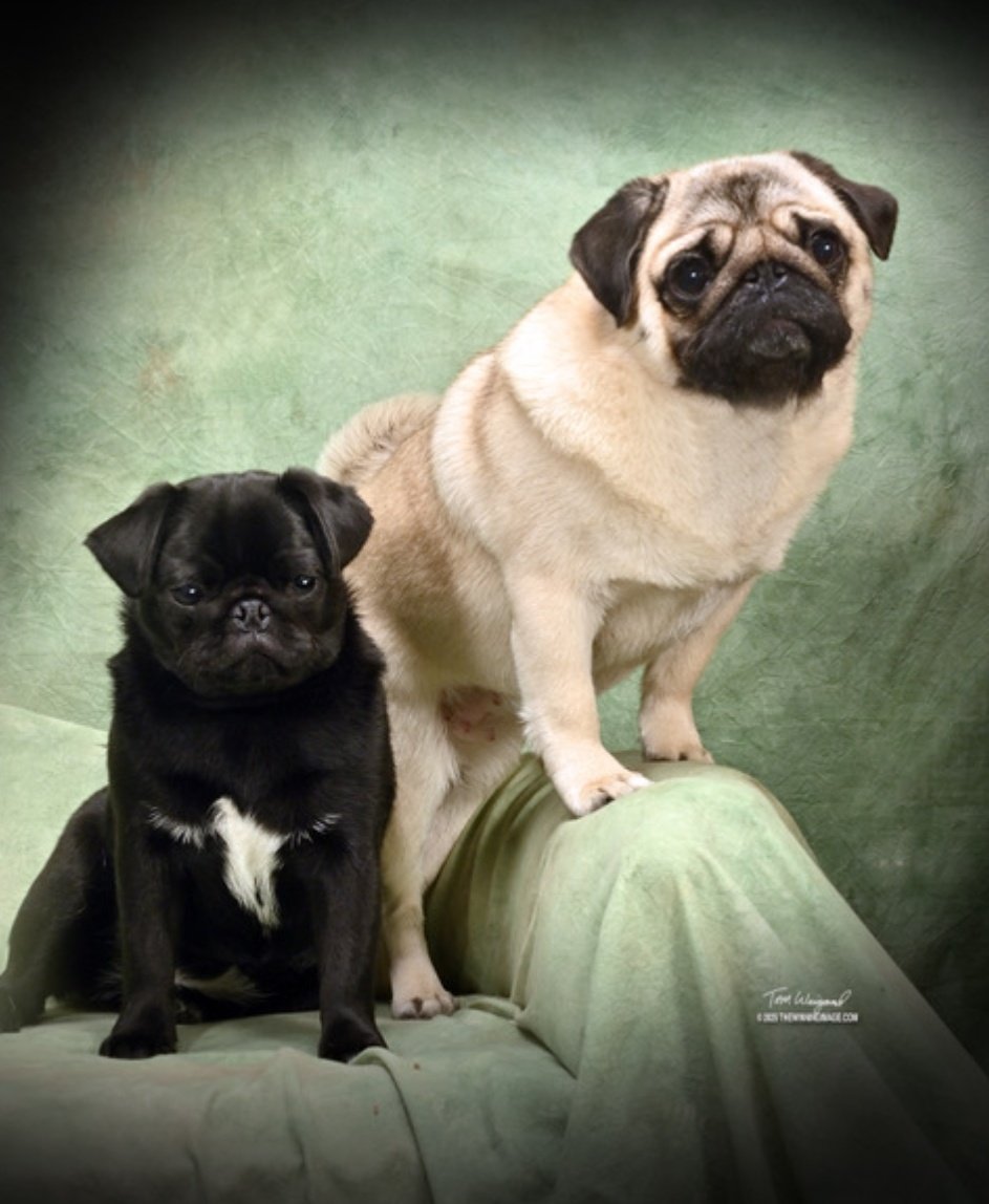 Sprout here! 

The professional portraits of Pickle and JuiceBox are here! 😀 Thank you to The Winning Image for doing such a fantastic job! 🎉

#portraitphotography #theydidgreat #puglife #blackpugpuppy #pugpuppy #thewinningimage