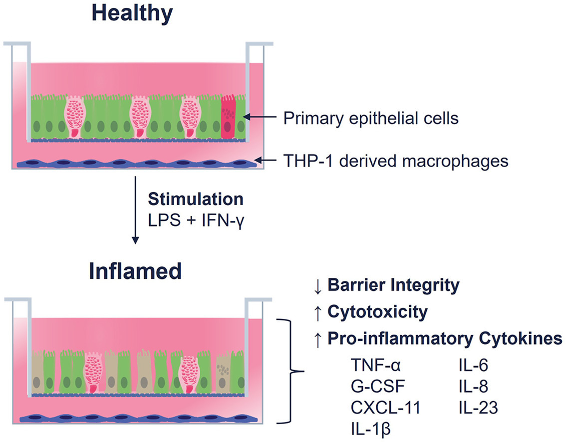 AltisBioInc's tweet image. 🚨 New Publication Alert!
We developed a human gut–immune co-culture model that mimics inflamed intestinal conditions for IBD research.
✅ RepliGut® colon + THP-1 macrophages
✅ Distinguishes anti-TNF vs JAK inhibitors
✅ Reproducible, HTS-compatible
hubs.ly/Q03xls5W0