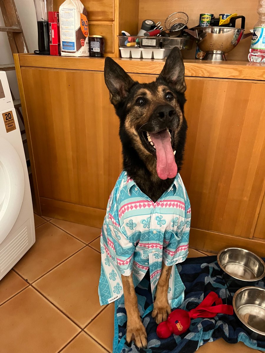 MissionK9's tweet image. This is what a retired working dog should look like:
A loving home ✅
A stylish shirt ✅
The biggest smile ✅
Help us make this a reality for every hero dog we rescue.
Like. Share. Donate. Adopt. 🐾
donate.missionk9rescue.org
#RetiredNotForgotten #MissionK9Rescue…