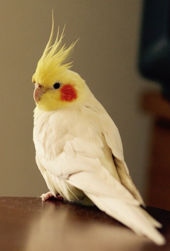 Cockatiel Lovers (@cockatielgroup) on Twitter photo 