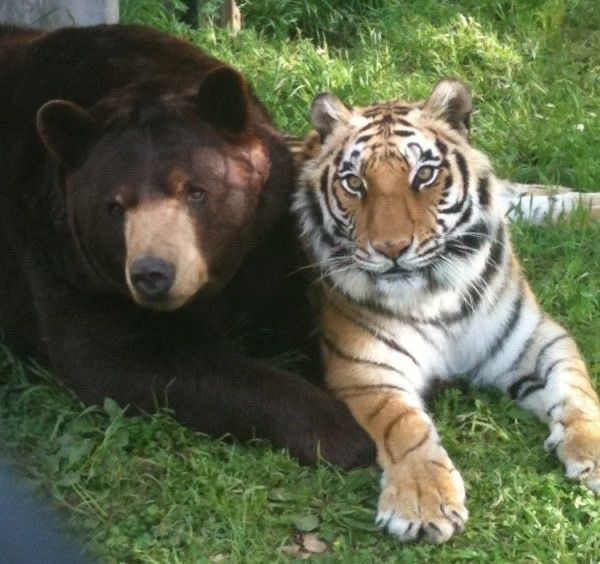 tiger (@internetliger) / Posts / X