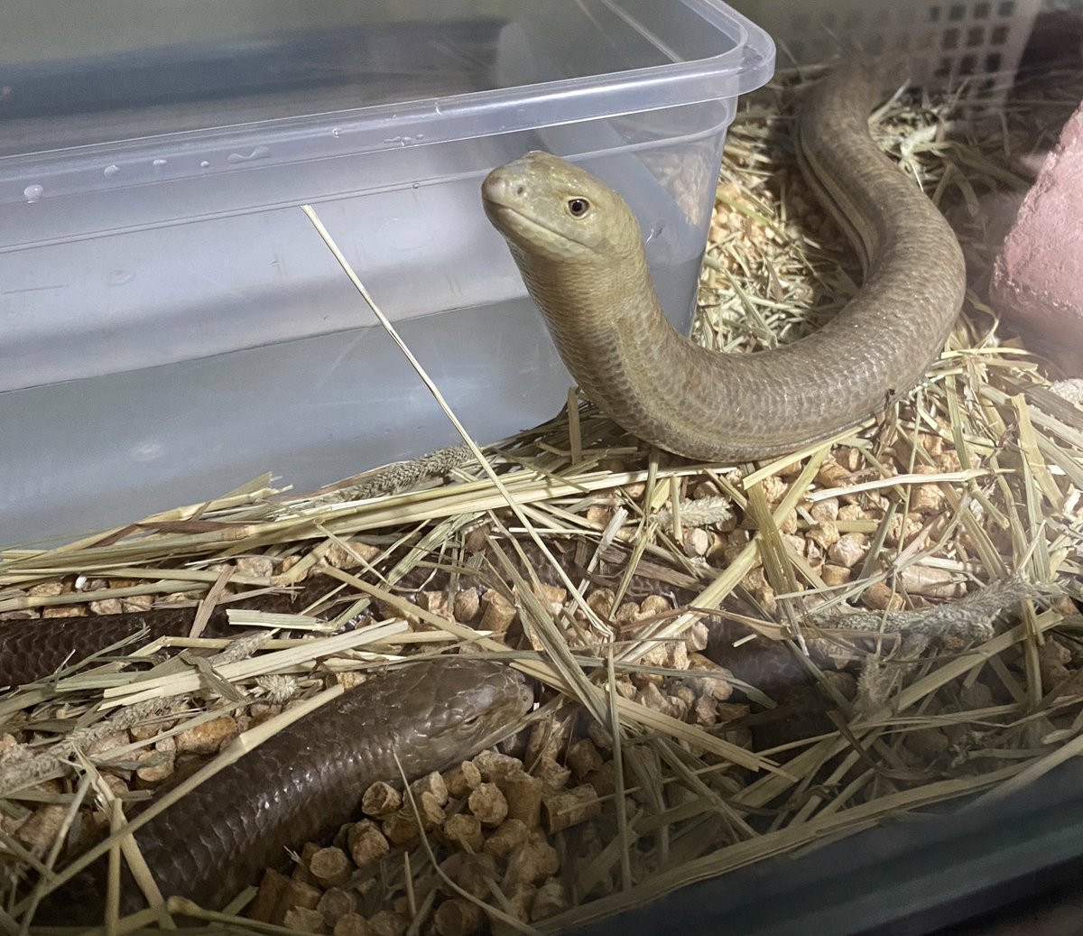 smiledego's tweet image. しゃっちナシの所に行くアシ…
そしてガン無視のナシ…
怒られんくなっただけ良いのか?
アシの顔のカサブタとれてイケメン度増した
#アシナシ