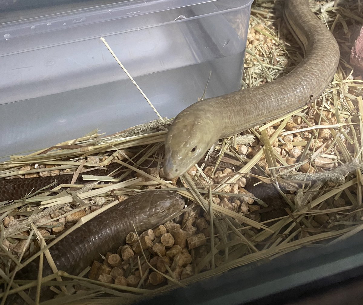 smiledego's tweet image. しゃっちナシの所に行くアシ…
そしてガン無視のナシ…
怒られんくなっただけ良いのか?
アシの顔のカサブタとれてイケメン度増した
#アシナシ