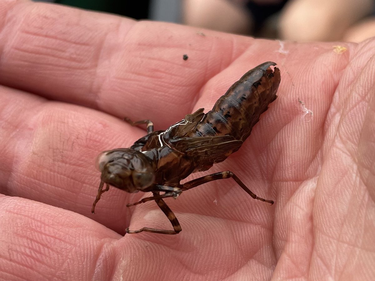 W82Matt's tweet image. Nice dragonfly exuviae this afternoon whilst canoeing with a group in Huddersfield Broad Canal. @BNAscience