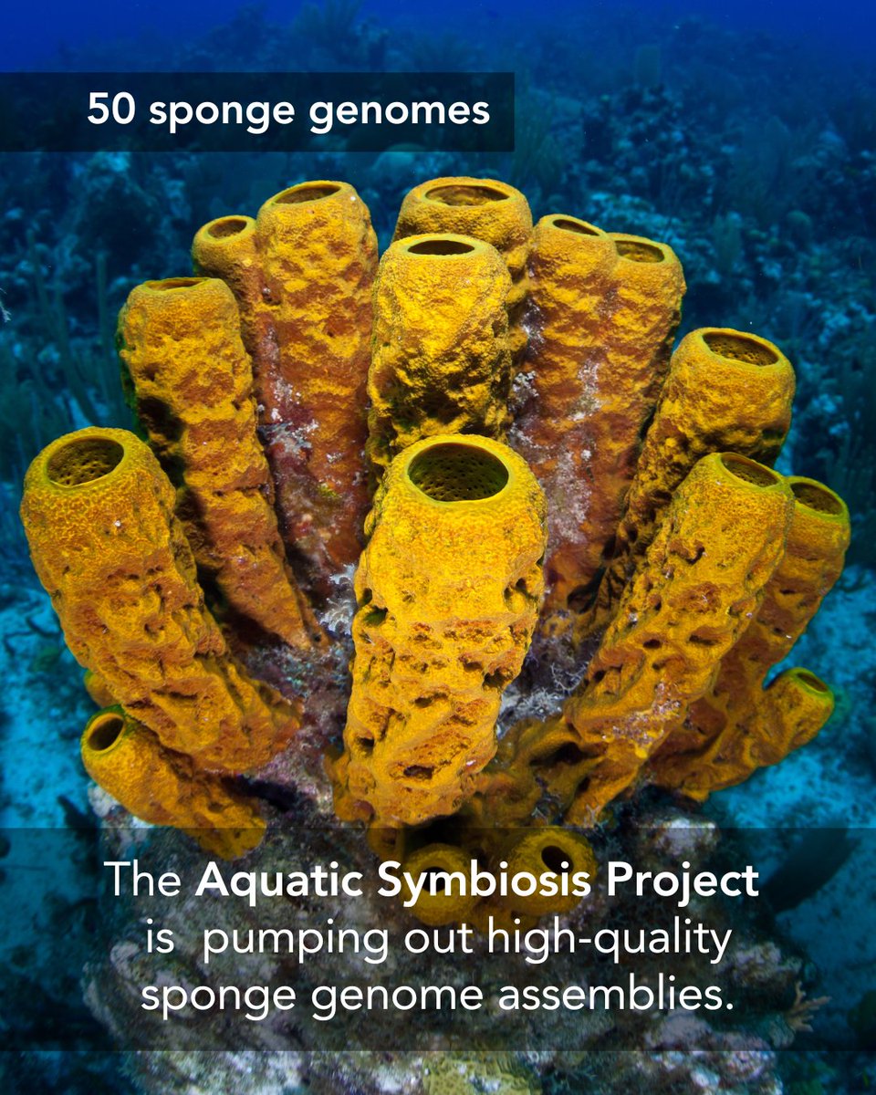 EBPgenome's tweet image. 🌍🧽 Soak up these sponge genomes! Explore how these newly decoded sequences illuminate sponge immune systems, guide conservation strategies, and trace the deep evolutionary roots of these remarkable animals. 🌊🧬
🌍🧽 The Aquatic Symbiosis Project,
@UteHentschel and…