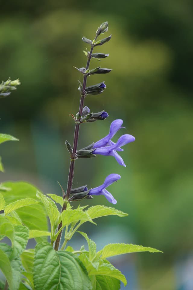 takecyanful's tweet image. 7/16 水曜日.🌥️ 24℃
🌱 おはようございます🌱
ーーーーーーーーーーーー
Good morning everyone
ーーーーーーーーーーーー
🌱🌸🌱