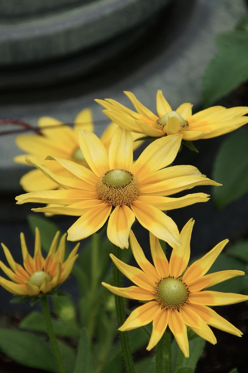 takecyanful's tweet image. 7/16 水曜日.🌥️ 24℃
🌱 おはようございます🌱
ーーーーーーーーーーーー
Good morning everyone
ーーーーーーーーーーーー
🌱🌸🌱