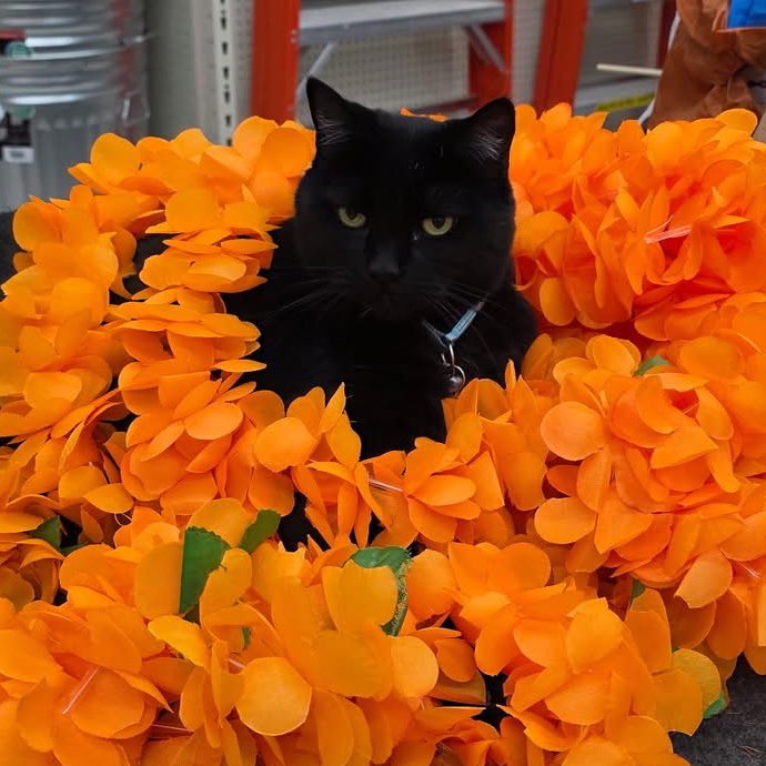 AubuchonHrdware's tweet image. Our blooms are looking magnificent this summer