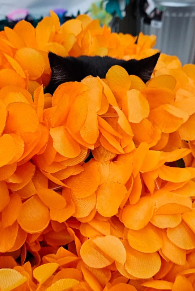 AubuchonHrdware's tweet image. Our blooms are looking magnificent this summer