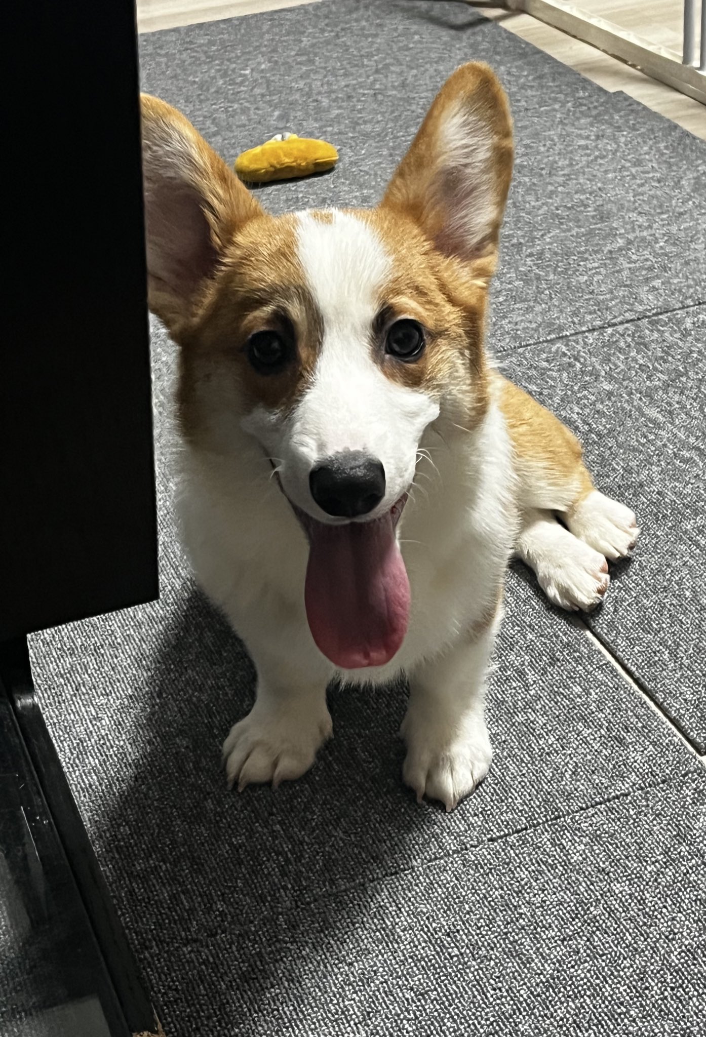 コスモスコーギー 向井しずく🐶🍒🍞 on X: 