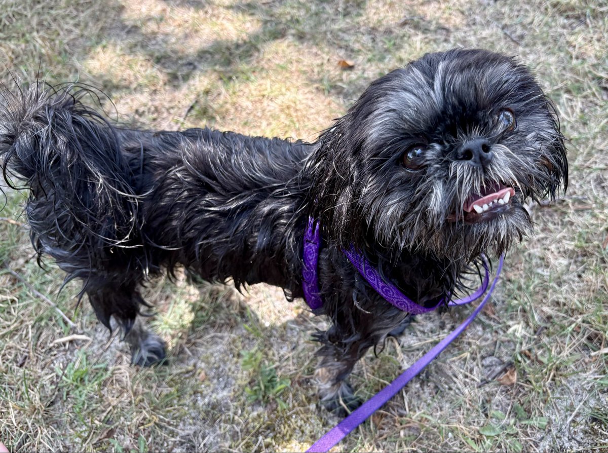 Just showed Dad I could swim🐶🐾❤️🤿. He’s very proud of me.