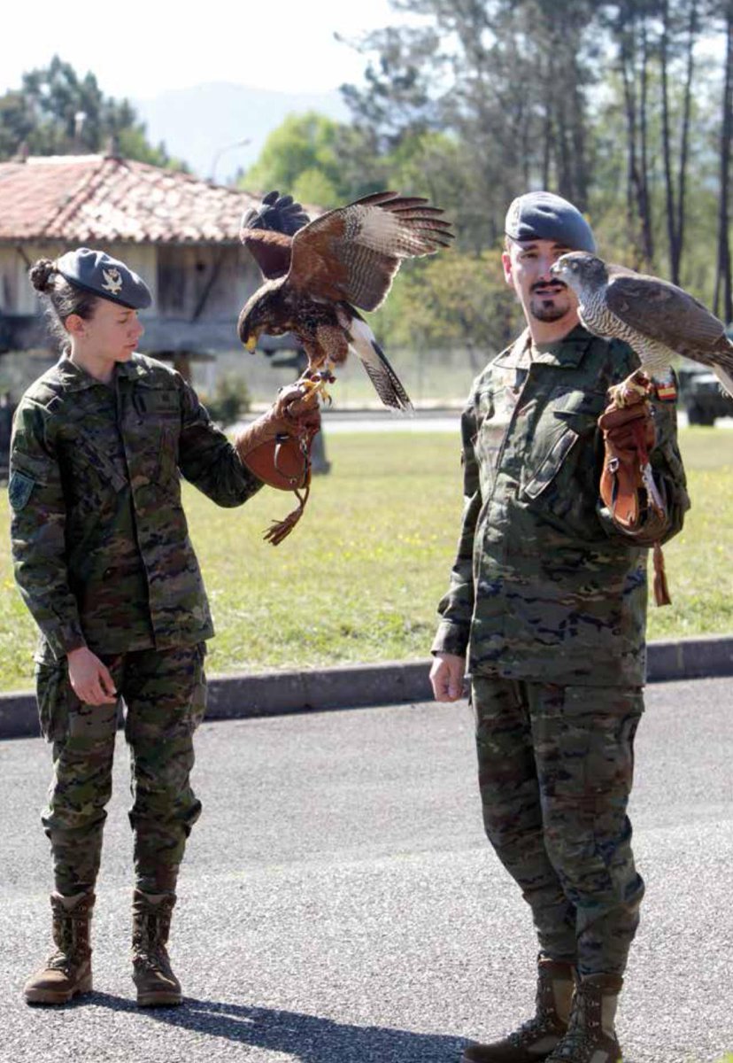 Ministerio Defensa (@defensagob) on Twitter photo 🦅 Despedimos el martes con 'Cova' y 'Cangas', el azor y el águila de Harris que habitan en el acuartelamiento 'Cabo Noval', en Siero, #Asturias.
🙌 Gracias al trabajo de sus adiestradores, son dos compañeros más del Regimiento 'Príncipe' nº3 del <a href="/EjercitoTierra/">Ejército de Tierra 🇪🇸</a>.
¡Hasta mañana! 🦅 Despedimos el martes con 'Cova' y 'Cangas', el azor y el águila de Harris que habitan en el acuartelamiento 'Cabo Noval', en Siero, #Asturias.
🙌 Gracias al trabajo de sus adiestradores, son dos compañeros más del Regimiento 'Príncipe' nº3 del <a href="/EjercitoTierra/">Ejército de Tierra 🇪🇸</a>.
¡Hasta mañana!