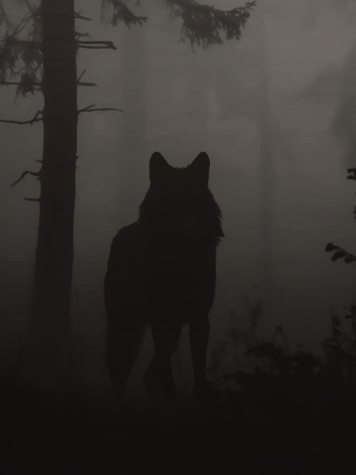 𝐆𝐫𝐚𝐡𝐚𝐦 𝐈𝐈 (@legadocondenado) on Twitter photo 