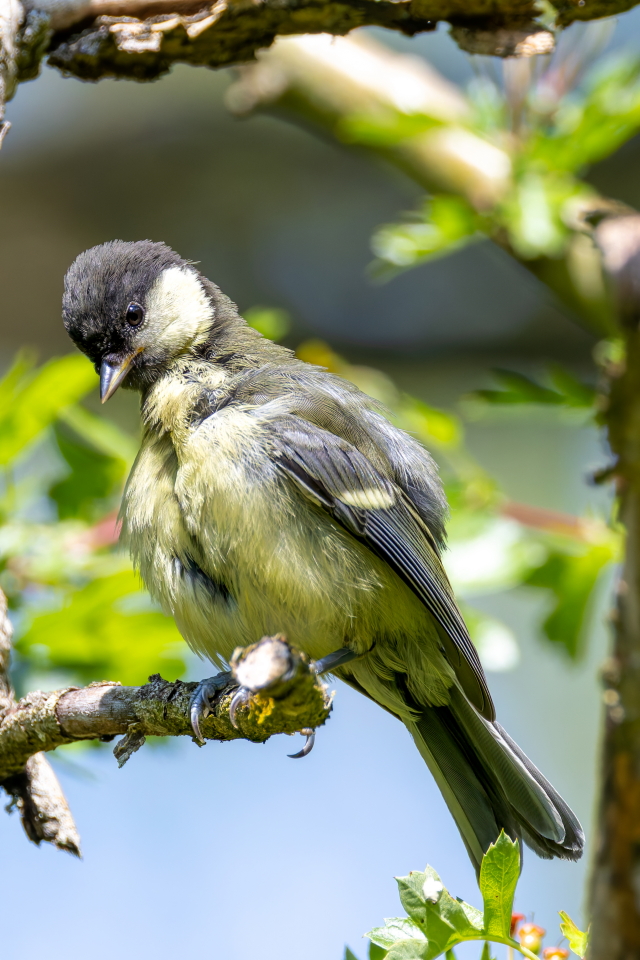 UKC51's tweet image. Fledgling Great Tit @BBCSpringwatch @BBCEarth @WildlifeTrusts @britishbirds @BirdGuides @CanonUKandIE @_BTO #TwitterNatureCommunity @natureslover_s @BirdWatchingMag @wildlife_photo
#BBCWildlifePOTD @Natures_Voice