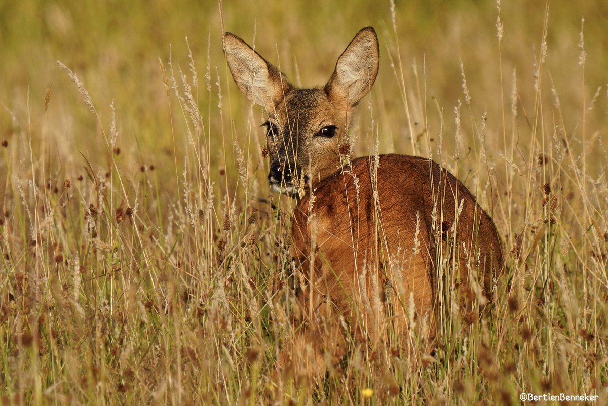 #Ree in het avond zonnetje 🍀