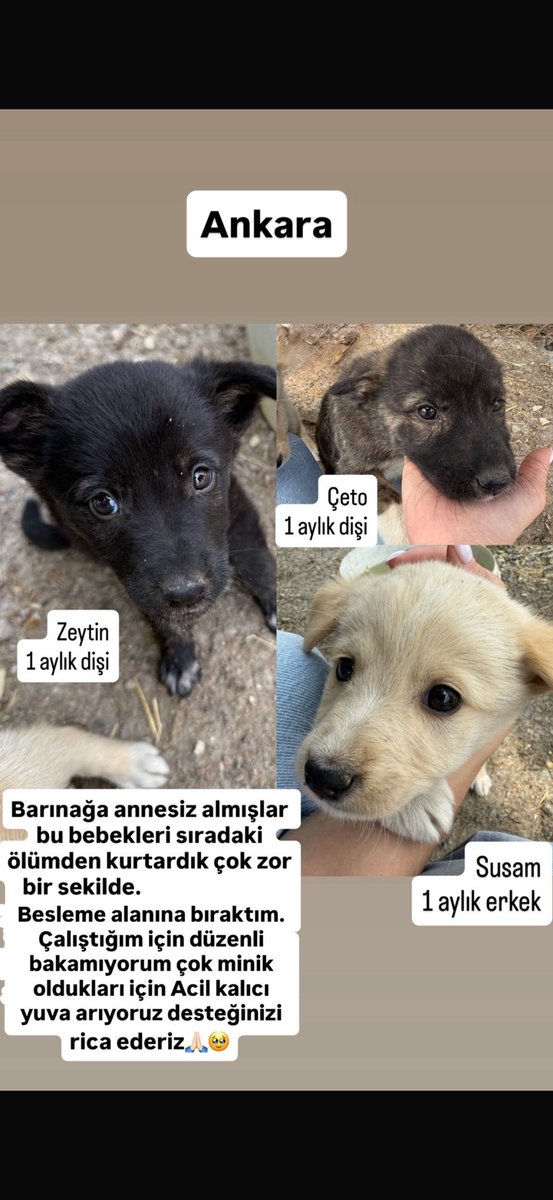 ANKARA ÇOK ACİL YUVA