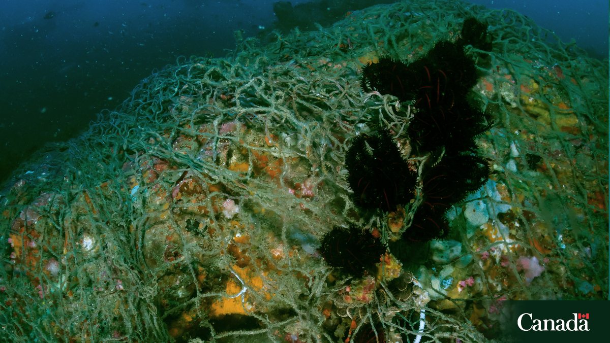 DFO_Pacific's tweet image. #GhostGear - that is, fishing gear that has been abandoned, lost or discarded - can damage ecosystems, harm wildlife, and threaten the safety and livelihoods of fish harvesters.
Commercial harvesters must report any loss of fishing gear. Learn more:
ow.ly/b2VC50Wq6Uu