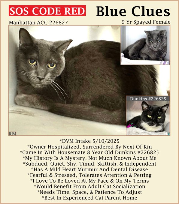 🆘CODE RED🆘6TH CHANCE TBK THU 7/17/25🆘
🙏🏾PLEASE #PLEDGE 2 SAVE MY LIFE
💝Stressed 9YO #Senior Gray Kitty "BLUE CLUES"💝
💔😿Owner Hospitalized, Dental Disease, Not Thriving 
🚨Needs #Adoption #Rescue #Foster🚨
▶226827 facebook.com/photo/?fbid=11…
🙏🏽#AdoptDontShop
#Manhattan #NYCACC