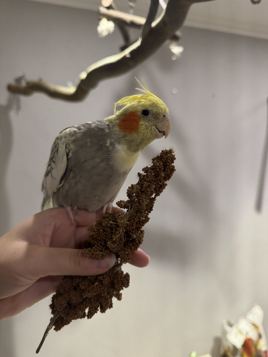 SeryliaVT's tweet image. Serylia wie kannst du die beiden unterscheiden ?
Vorne ist Pebbles und dahinter ist Bamm Bamm
Aktuell erkenne ich Pebbles daran, dass ihr Kamm nach hinten gegelt sind. Aber ihre Federn wachsen gerade nach also könnte es bald schwierig werden xD Aber ihre Flügel sind tatsächlich…