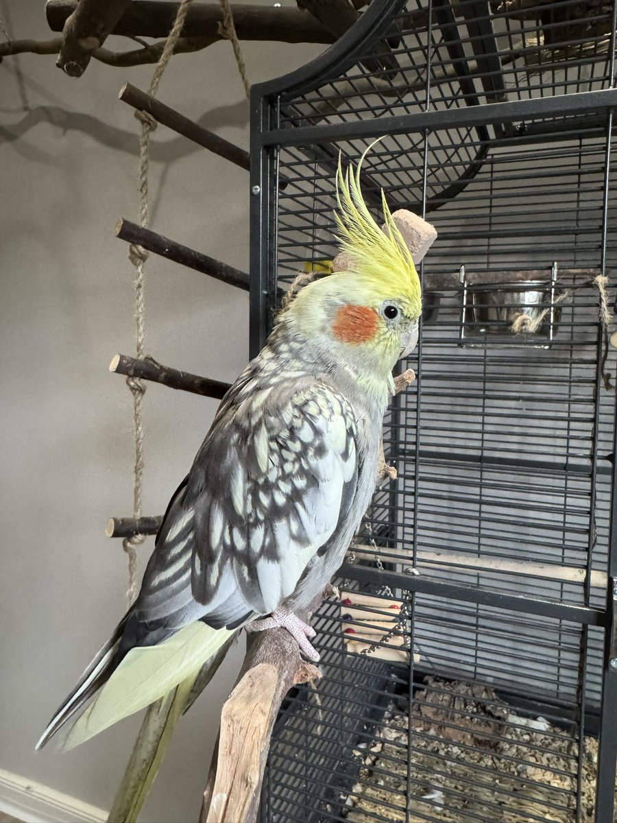 SeryliaVT's tweet image. Serylia wie kannst du die beiden unterscheiden ?
Vorne ist Pebbles und dahinter ist Bamm Bamm
Aktuell erkenne ich Pebbles daran, dass ihr Kamm nach hinten gegelt sind. Aber ihre Federn wachsen gerade nach also könnte es bald schwierig werden xD Aber ihre Flügel sind tatsächlich…