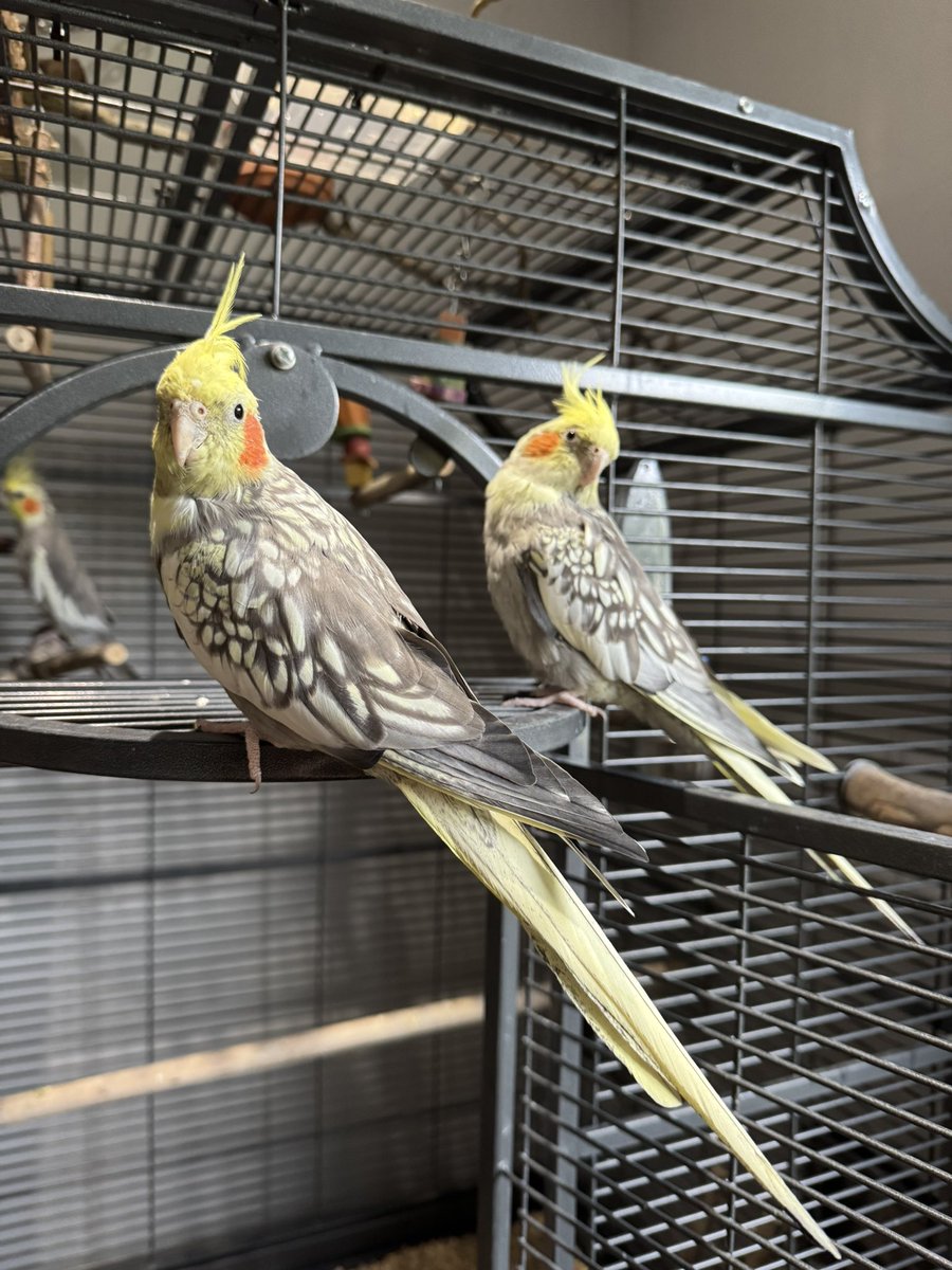 SeryliaVT's tweet image. Serylia wie kannst du die beiden unterscheiden ?
Vorne ist Pebbles und dahinter ist Bamm Bamm
Aktuell erkenne ich Pebbles daran, dass ihr Kamm nach hinten gegelt sind. Aber ihre Federn wachsen gerade nach also könnte es bald schwierig werden xD Aber ihre Flügel sind tatsächlich…